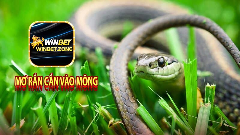 Mơ rắn cắn vào mông