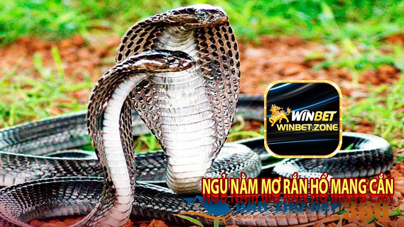 Ngủ nằm mơ rắn hổ mang cắn